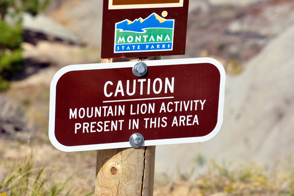 Mountain Lion Activity sign